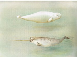 White Whale and Narwhal, z Thorburns Mammals wydanej przez Longmans and Co, ok. 1930. 1920 autorstwa Archibald Thorburn