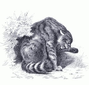 Wild Cat, z książki Thorburn