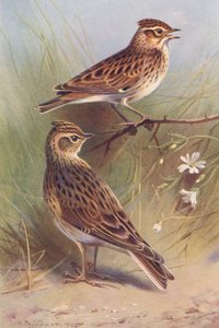 Wood-Lark, Sky-Lark (kolorowa litografia) autorstwa Archibald Thorburn