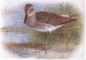 Wood Sandpiper, z Birds of the British Isles and Their Eggs opublikowanej przez Frederick Warne & Co Ltd, 1958