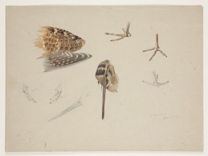 Dziób, łapy i skrzydło słonki, ok. 1915 (akwarela i farba do ciała na ołówku na papierze) autorstwa Archibald Thorburn