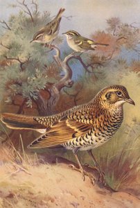 Warzęcha żółta, wierzbówka Pallasa, drozd obrożny (kolorowa litografia) autorstwa Archibald Thorburn