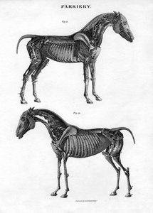 Anatomia konia, XIX wiek.