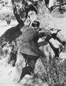 Salvatore Giuliano wycelowany w pistolet, 1937
