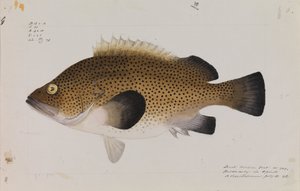 Wirra wschodnia, Acanthistius ocellatus autorstwa Arthur Bartholomew
