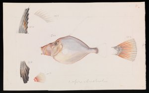 Srebrna Dory, Cyttus australis autorstwa Arthur Bartholomew