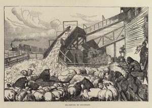 Prowadzenie świń w Cincinnati