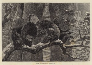 Triumfujące indyki autorstwa Arthur Boyd Houghton