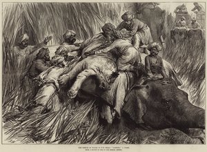 Książę Walii w Terai, otulając tygrysa autorstwa Arthur Hopkins