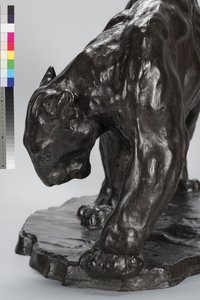 Duży ślad Puma Pachnący Wół autorstwa Arthur Putnam