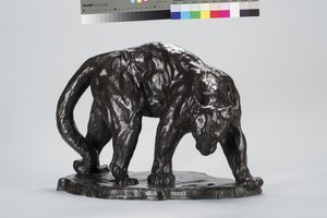 Duży ślad Puma Pachnący Wół autorstwa Arthur Putnam