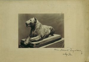 lwica autorstwa Arthur Strasser