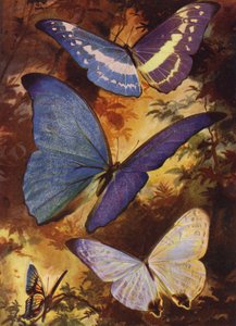 Piękne motyle: genialne morphos itp. Ameryki Południowej (kolor lito)