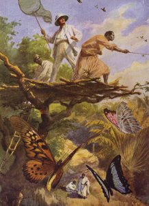 Piękne motyle: łapanie Urania Rhiphoeus na Madagaskarze (kolor lito) autorstwa Arthur Twidle
