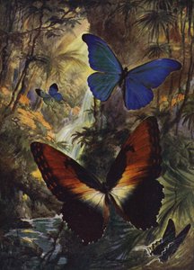 Piękne motyle: dwa najlepsze morphos (kolor lito) autorstwa Arthur Twidle