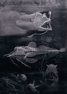Ryby głębinowe