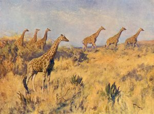 Oddział żyraf (kolor lito) autorstwa Arthur Wardle