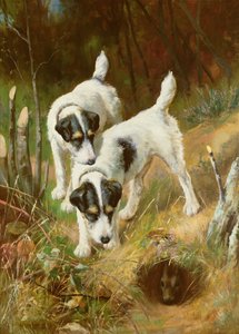 Teriery na króliki autorstwa Arthur Wardle