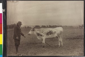 Krowa - Welser piebald autorstwa Artist Unknown