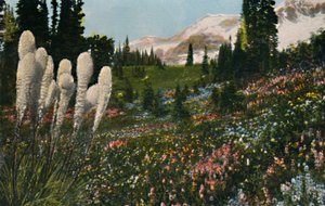 Indyjska trawa koszowa rosnąca w Parku Narodowym Mount Rainier, ok. 1916 r.