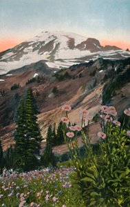 Fioletowe Astry, w Parku Narodowym Mount Rainier, c1916 autorstwa Asahel Curtis