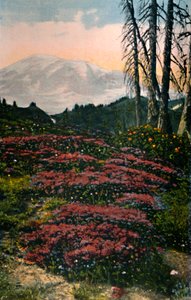 Park Narodowy Mount Rainier z uprawą fioletowego wrzosu, ok. 1916 r.