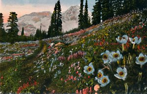 Zawilec w Parku Narodowym Mount Rainier, ok. 1916 r. autorstwa Asahel Curtis