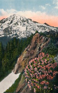 Pierwiosnek na Mount Rainier, ok. 1916 r.
