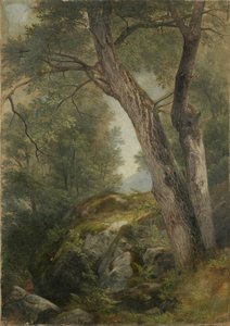 Butternut Tree at Hague, Lake George, NY, 1862