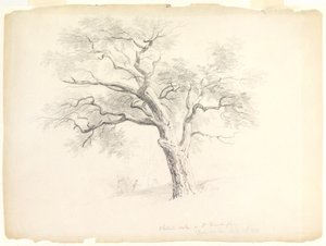 Dąb kasztanowy w posiadłości Hosack, Hyde Park, Nowy Jork z pięcioma figurami i szkicowaniem artysty, 1838 (grafit na papierze) autorstwa Asher Brown Durand
