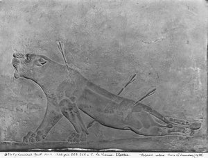 Ranna lwica, detal z płaskorzeźby przedstawiającej Asurbanipala II zabijającego lwy, z pałacu Asurbanipala II, Nimrud, Irak, neoasyryjski, 668-627 pne (wapień)