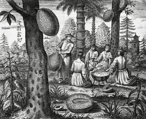 Chińskie owoce (Arbor polomie, chińska papaja), grawerowanie z chińskich zabytków autorstwa Athanasius Kircher
