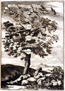 Drzewo genealogiczne Noe d