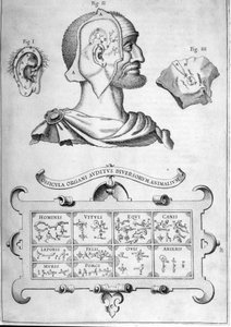 Słuch ludzki i inne gatunki zwierząt – Z „Musurgia Universalis” Athanasius Kircher, Rzym 1600 autorstwa Athanasius Kircher
