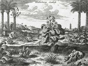 Roślina rabarbarowa, grawerowanie z zabytków Chin autorstwa Athanasius Kircher