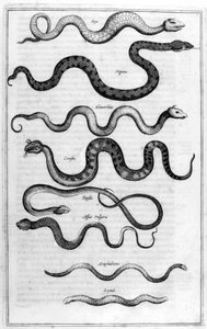 Węże, 1675. autorstwa Athanasius Kircher