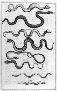 Rodzaje węży z Arca Noe autorstwa Athanasius Kircher