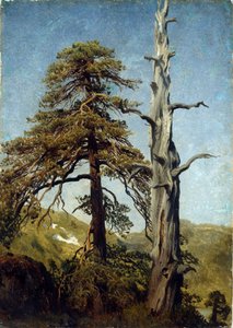"Studium drzew, Norwegia" Obraz Augusta Cappelena (1827-1852) 1850 Narodowe muzeum sztuki, Oslo, Norwegia