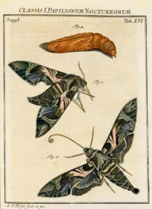 Motyl Daphnis neri / Rösel przeciwko. R. autorstwa August Johann Rösel von Rosenhof