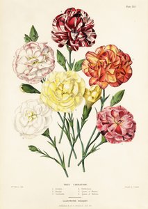 Odmiany goździków drzewiastych, Dianthus caryophyllus: Ariadne 1, Beauty 2, Garibaldi 3, Perfection 4, Queen of Whites 5, Queen of Yellows 6 autorstwa Augusta Innes (after) Withers