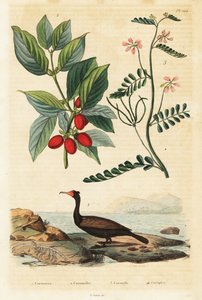 Kormoran, dereń dereń i wyka skorpiona, 1834-1839 (rycina) autorstwa Auguste Dumenil