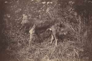 Studium psa, koniec lat siedemdziesiątych XIX wieku (zdjęcie) autorstwa Auguste Giraudon