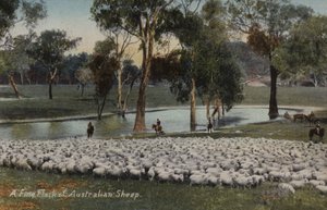 Wspaniałe stado owiec australijskich autorstwa Australian Photographer