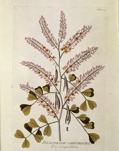 Botaniczny: „Campeche” (Haematoxylon campechianum) Deska z „Medicinalium secundum Linnaei digestarum” Josepha Jacobiego Plencka (1735-1807) 1788-1803 Kolekcja prywatna autorstwa Austrian School
