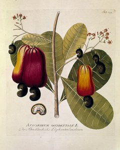 Botaniczne: "Orzechy nerkowca" (Anacardium Western) Płytka zaczerpnięta z "Medicinalium secundum Linnaei digestarum" Josepha Jacobiego Plencka (1735-1807) 1788-1803 Kolekcja prywatna autorstwa Austrian School