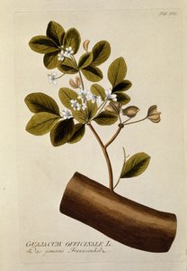 Botaniczny: ""Guajacun officinale""Talerz zaczerpnięty z ""Medicinalium secundum Linnaei digestarum""Josefa Jacobiego Plencka (1735-1807) 1788-1803 autorstwa Austrian School