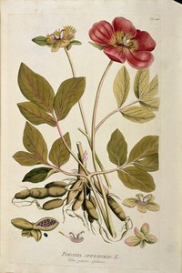 Botaniczny: „”Peony officinale”” (Poeonia officinalis) Deska z „Medicinalium secundum Linnaei digestarum” Josepha Jacobiego Plencka (1735-1807) 1788-1803 Kolekcja prywatna autorstwa Austrian School