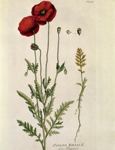 Botaniczny: „Czerwony mak” (Papaver rhaeas) Talerz zaczerpnięty z „” Medicinalium secundum Linnaei Digestarumó autorstwa Josepha Jacobiego Plencka (1735-1807) 1788-1803 Kolekcja prywatna autorstwa Austrian School
