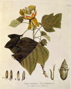 Botaniczne: "Tulipanowiec z Wirginii" (Liriodendron tulipifera) Deska zaczerpnięta z "Medicinalium secundum Linnaei digestarum" Josepha Jacobiego Plencka (1735-1807) 1788-1803 Kolekcja prywatna autorstwa Austrian School