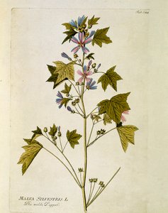 Botaniczny: „duży fiolet” (Malva sylvestris) Talerz z „Medicinalium secundum Linnaei digestarum” Josepha Jacobiego Plencka (1735-1807) 1788-1803 Kolekcja prywatna autorstwa Austrian School